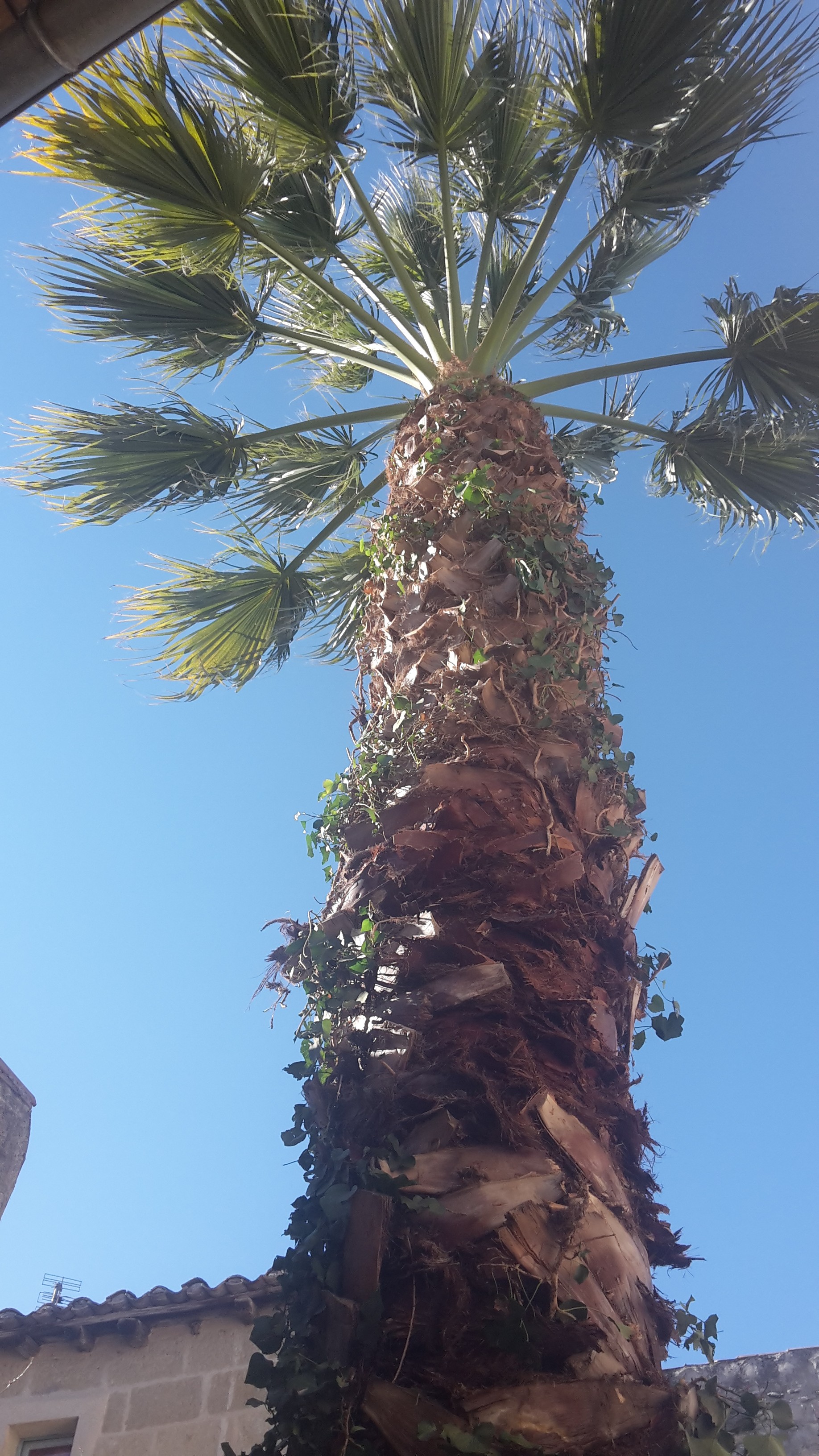Taille palmier arbre languedoc roussillon
